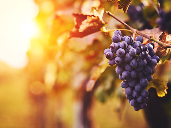 Grappe de raisin rouge devant le soleil