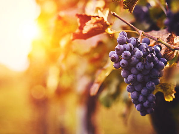 Bunch of red grapes in front of the sun