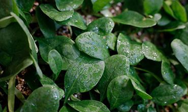 Zoom on a plant