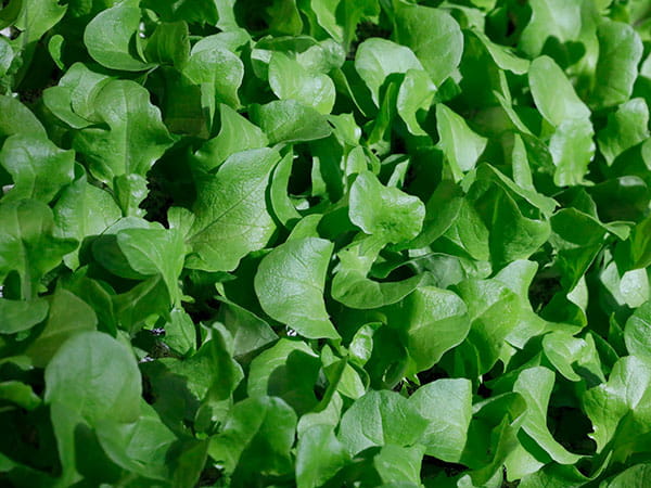 Zoom sur un plant de salade