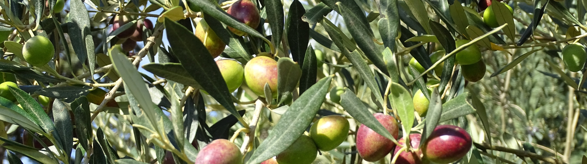 An olive tree