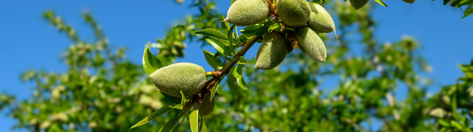 An almond tree