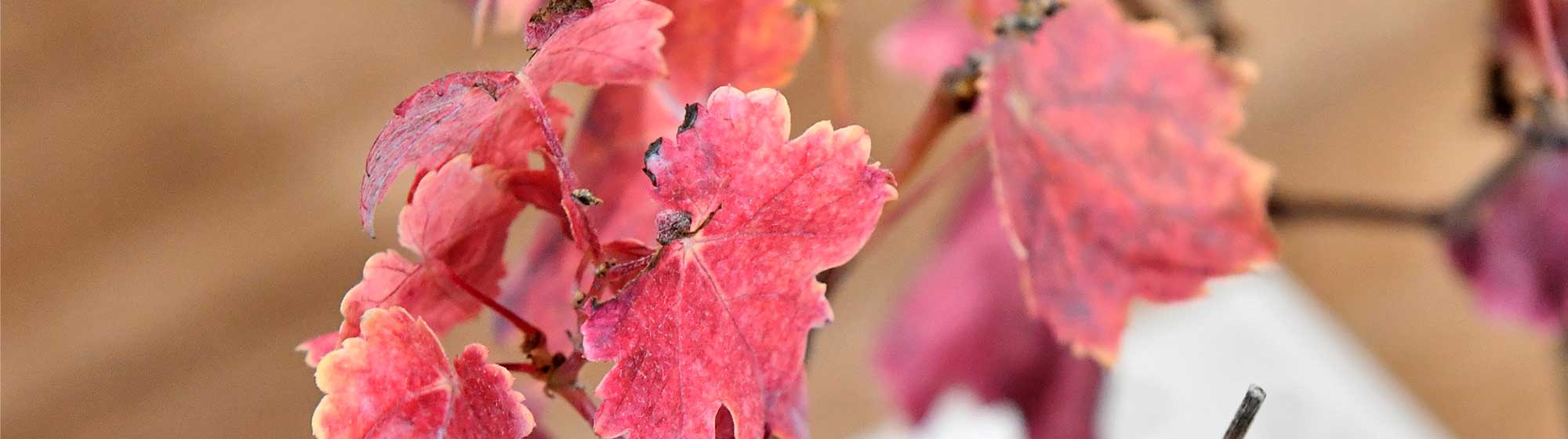 Zoom sur un plant de vigne rose