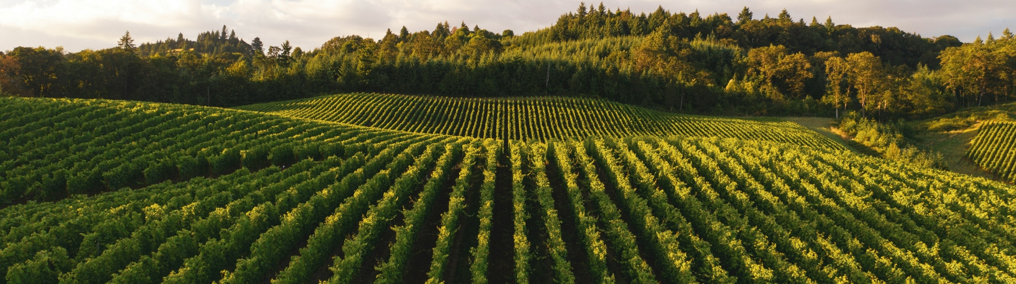 Vue sur un champ de vignes