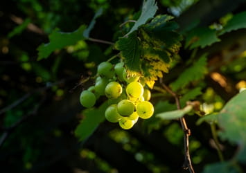 Close-up of sunlit grapes