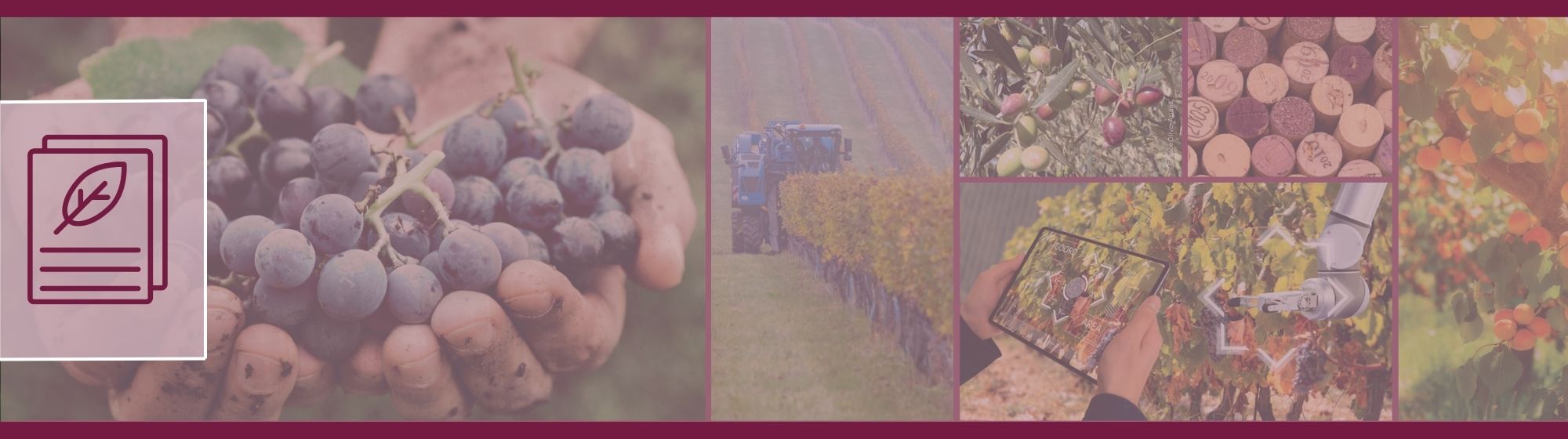 Les filières viticole, vinicole, arboricole et oléicole