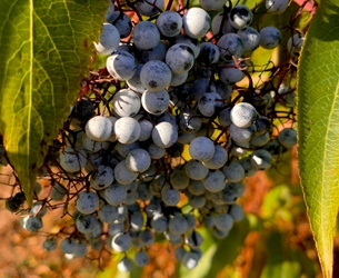 Grapes