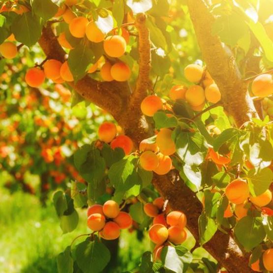 An apricot tree
