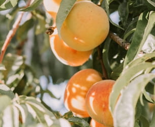 Abricots