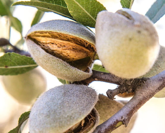 Arbre fruitier