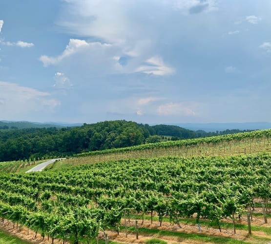 Champs de vignes