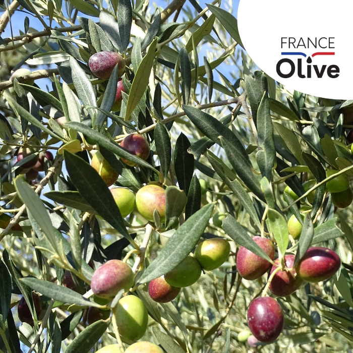 France Olive logo