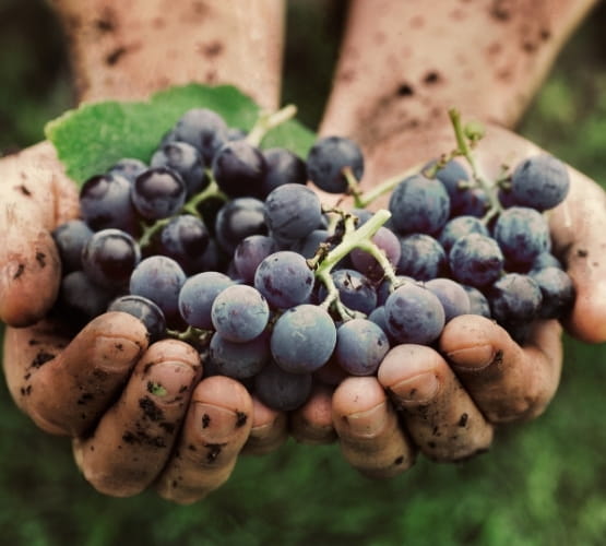 Les mains d’un viticulteur tenant une grappe de raisin