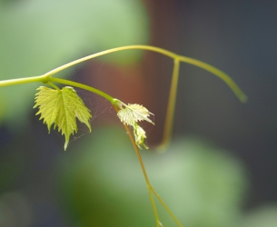 Pousse d'une feuille de vignes