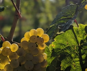 Raisins blancs